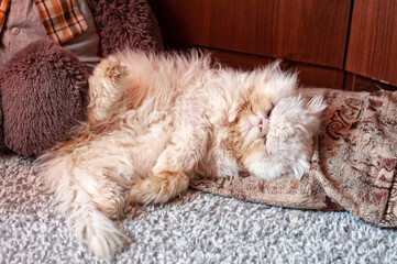A white Persian cat sleeps on the floor in a room next to a toy bear.