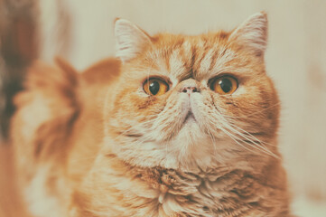 Portrait of a charming red cat of the exotic breed in vintage style.