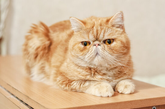 Portrait of a charming red cat of the exotic breed..