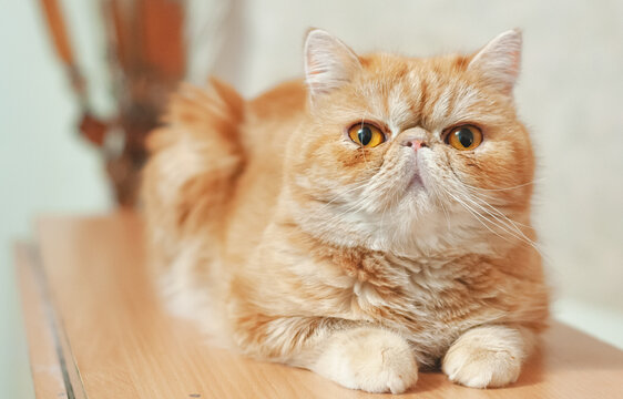 Portrait of a charming red cat of the exotic breed.