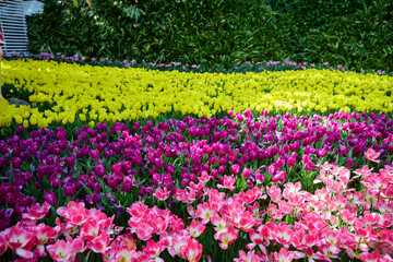 Multicolored of fresh tulip at tulip park