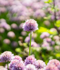 Purple chives flower in the garden with bokeh background