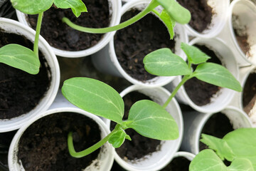 seedlings on the window, hydroponics, green sapling, growing plants organic