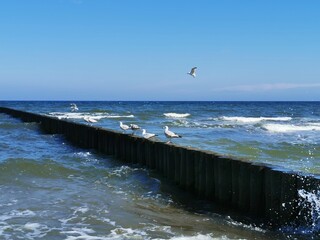 Seagulls on a breakwater in the Baltic Sea, Poland