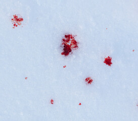 Red blood on white snow