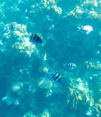 Obraz na płótnie Canvas Fish swim in the Red Sea.