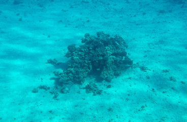 Coral reef at the bottom of the Red Sea.