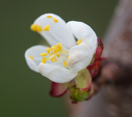 Flowers on a cherry tree in spring.