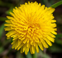 Yellow dandelion in the grass in spring.