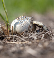 Mushrooms grow in the ground in spring.