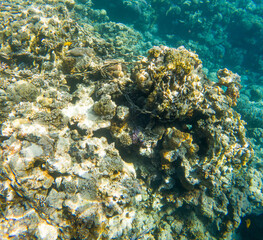Fototapeta na wymiar Coral reef under sea water.