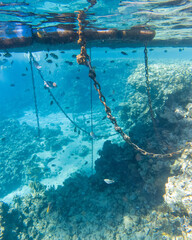 Metal chains on a coral reef underwater in the Red Sea.
