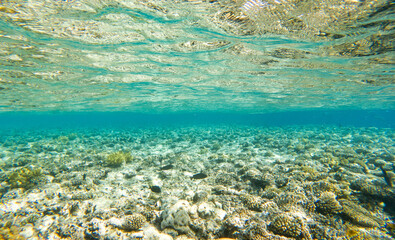 Coral reef under sea water.