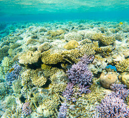 Coral reef under sea water.