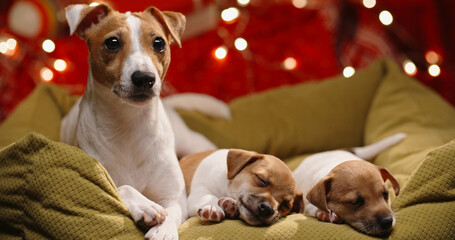 Cute jack russell terrier puppies lying in basket and sleeping with festive light on background, their mother lying with them, looking at someone