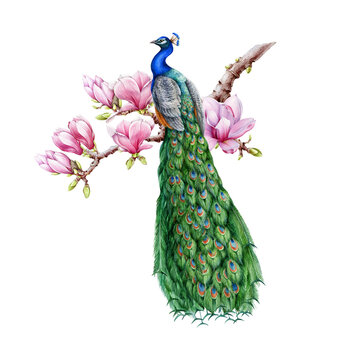 Peacock with magnolia flowers. Watercolor illustration. Hand drawn peacock with floral decor. Beautiful exotic bird with long tail on the blooming tree branch. Bird in flower decoration. 