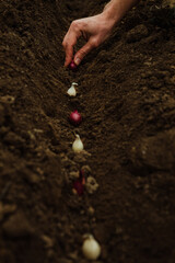 a male farmer plants colored, white and purple onion seedlings with his hands for growing a crop in a vegetable garden 2