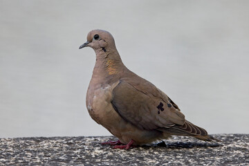 Eared Dove, Costanera Sur, Buenos Aires, Argentina.