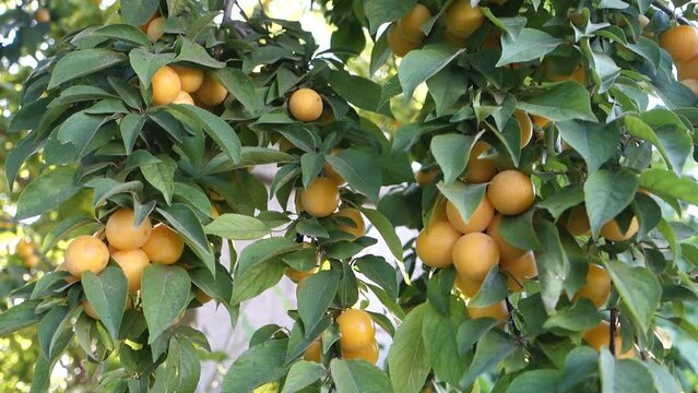 shooting with a gimbal among the fruity trees, plum tree and its plentiful fruits, ripe plums,