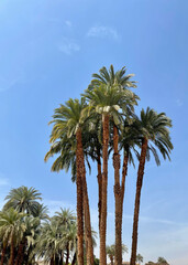 Palm Trees in Luxor, Egypt