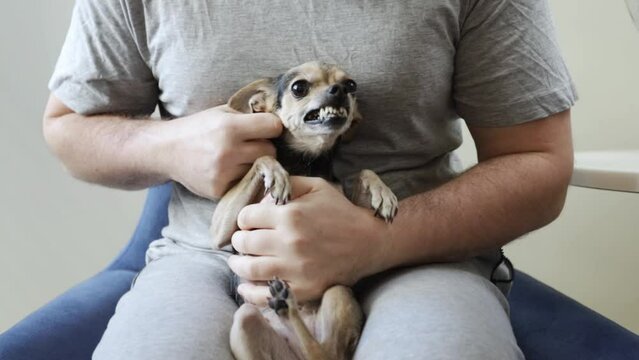 small dog does not allow himself to be stroked, pet bites, nervous little animals