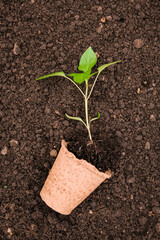 Growing seedlings of vegetables for planting greenhouse, tools gardener and gardener