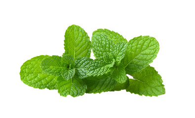 Mint leaves isolated on transparent png