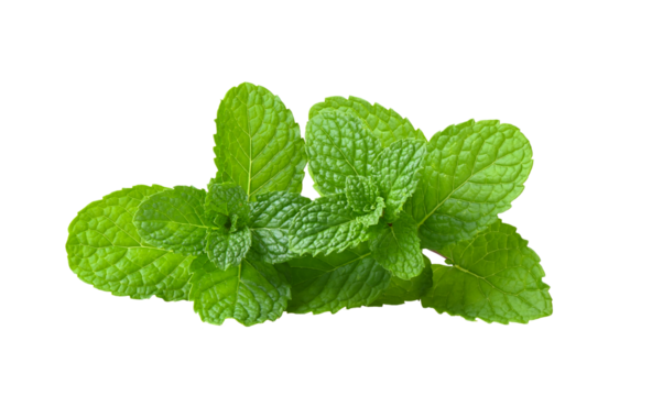 Mint leaves isolated on transparent png