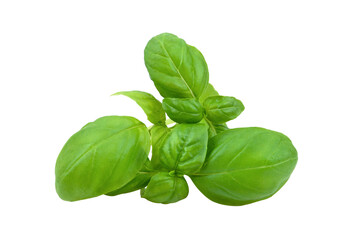 Basil Leaf on transparent png