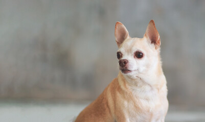 brown short hair chihuahua dog on cement wall background, looking back. Head shot photo with copy space.