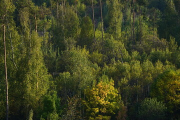 Different trees, firs and shrubs in the mountainous area.