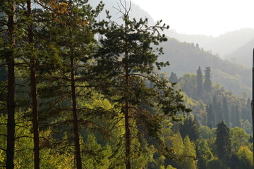Different trees, firs and shrubs in the mountainous area.