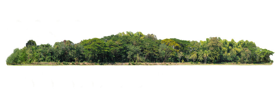 Group of tree. Green treeline isolated on white background.