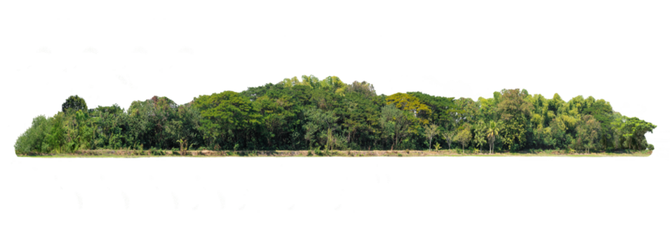 Group of tree. Green treeline isolated on white background.