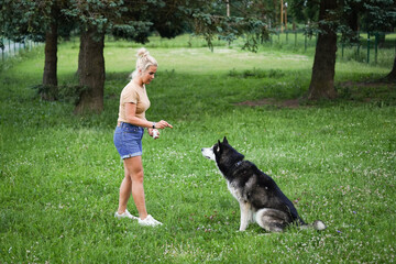 Naklejka na ściany i meble A girl feeds a husky dog ​​in summer.