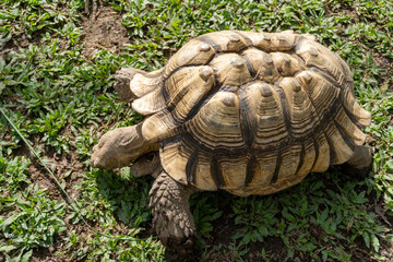turtle walking on the grass inside the zoo