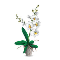 White phalaenopsis orchid with green leaves in a plastic pot. Tropical indoor plant for gift and room decoration. Realistic vector drawing for flower shop advertising banners or room design project. - obrazy, fototapety, plakaty