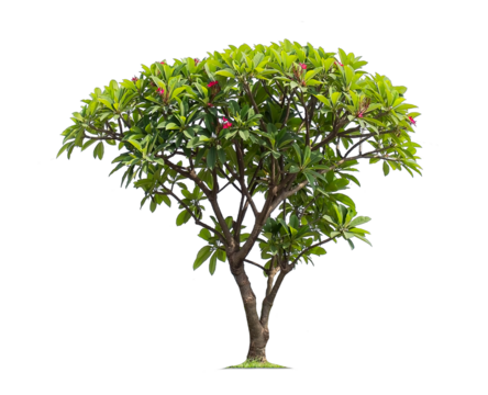 Tako trees bending.Isolated tree on white background ,bending trees database Botanical garden organization elements of nature in Thailand, tropical trees isolated used for design.