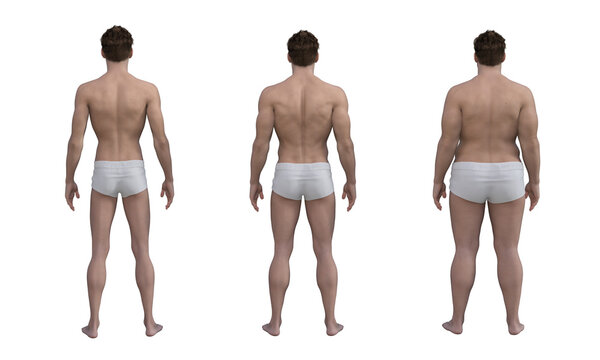 3D Render : the diversity of male body shape including  ectomorph (skinny type), mesomorph (muscular type), endomorph(heavy weight type), PNG transparent, back view
