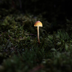 mushrooms in the forest