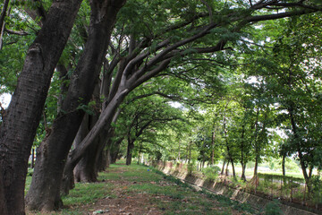 fortrait of urban forest with shady trees and river below