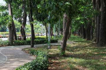 quite street under shady trees in city forest or city park