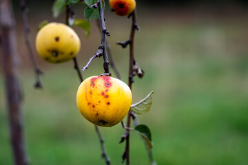 gros plan d'une belle pomme avec ses couleurs de jaune et de rouge en bout d'une branche dans un verger pr&ecirc;te &agrave; &ecirc;tre cueillie par une journ&eacute;e d'automne