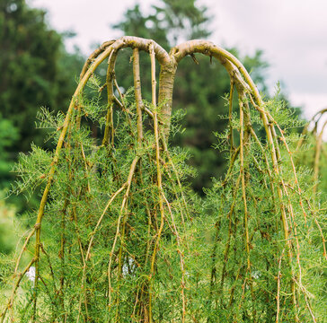 Close Up View On Unusualy Small Pea-tree. Caragana Arborescens Lam. Pendula. Siberian Peashrub, Siberian Pea-tree Is A Species Of Legume Native To Siberia, Mongolia And Kazakhstan.