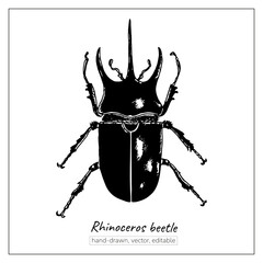 Rhinoceros beetle. Hand-drawn insect. Vector, isolated on white bug.