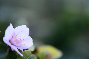 桜一輪のアップ