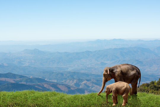 World Wildlife Day and Wildlife Conservation Day concept.