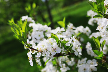 White flowers on a green bush. Spring cherry apple blossom. The white rose is blooming.