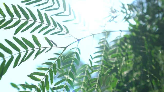 fern leaves in the morning