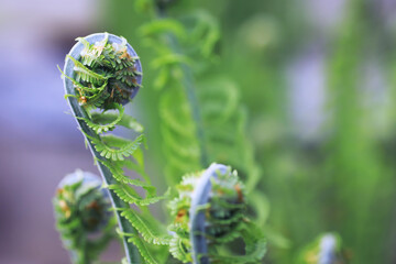 Plants and flowers macro. Detail of petals and leaves at sunset. Natural nature background.